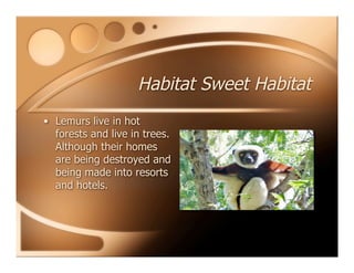 Habitat Sweet Habitat
• Lemurs live in hot
forests and live in trees.
Although their homes
are being destroyed and
being made into resorts
and hotels.
 