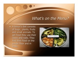 What’s on the Menu?
• A lemur’s diet consists
of bugs , plants, fruits
and small animals. To
get food they use their
claws and nails. They
find their food on the
jungle floor and in
trees.
 