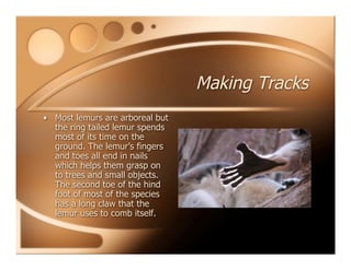 Making Tracks
• Most lemurs are arboreal but
the ring tailed lemur spends
most of its time on the
ground. The lemur’s fingers
and toes all end in nails
which helps them grasp on
to trees and small objects.
The second toe of the hind
foot of most of the species
has a long claw that the
lemur uses to comb itself.
 