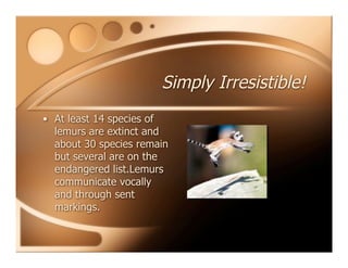 Simply Irresistible!
• At least 14 species of
lemurs are extinct and
about 30 species remain
but several are on the
endangered list.Lemurs
communicate vocally
and through sent
markings.
 