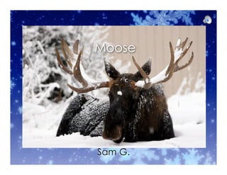 Moose




Sam G.
 