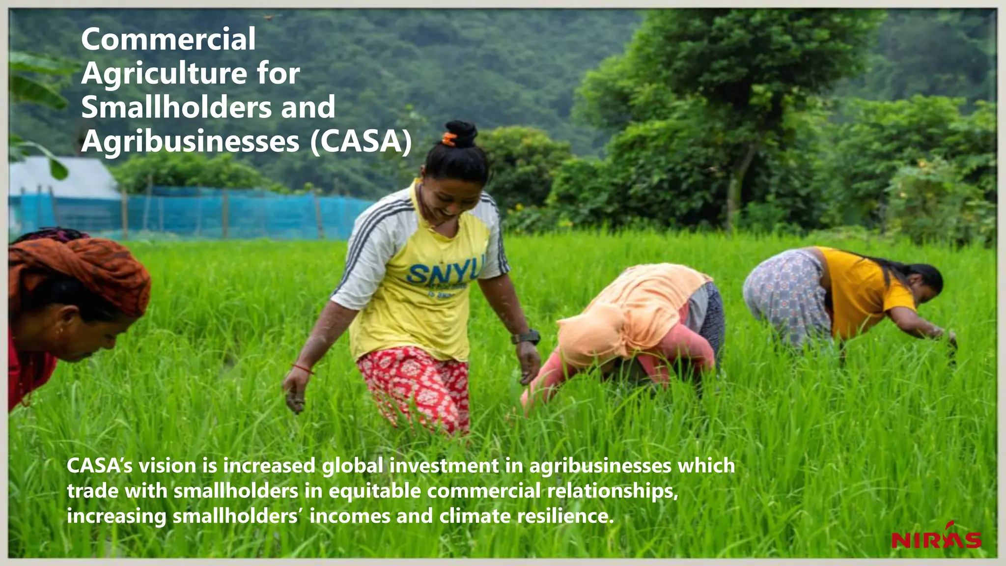 Commercial
Agriculture for
Smallholders and
Agribusinesses (CASA)
CASA’s vision is increased global investment in agribusinesses which
trade with smallholders in equitable commercial relationships,
increasing smallholders’ incomes and climate resilience.
 