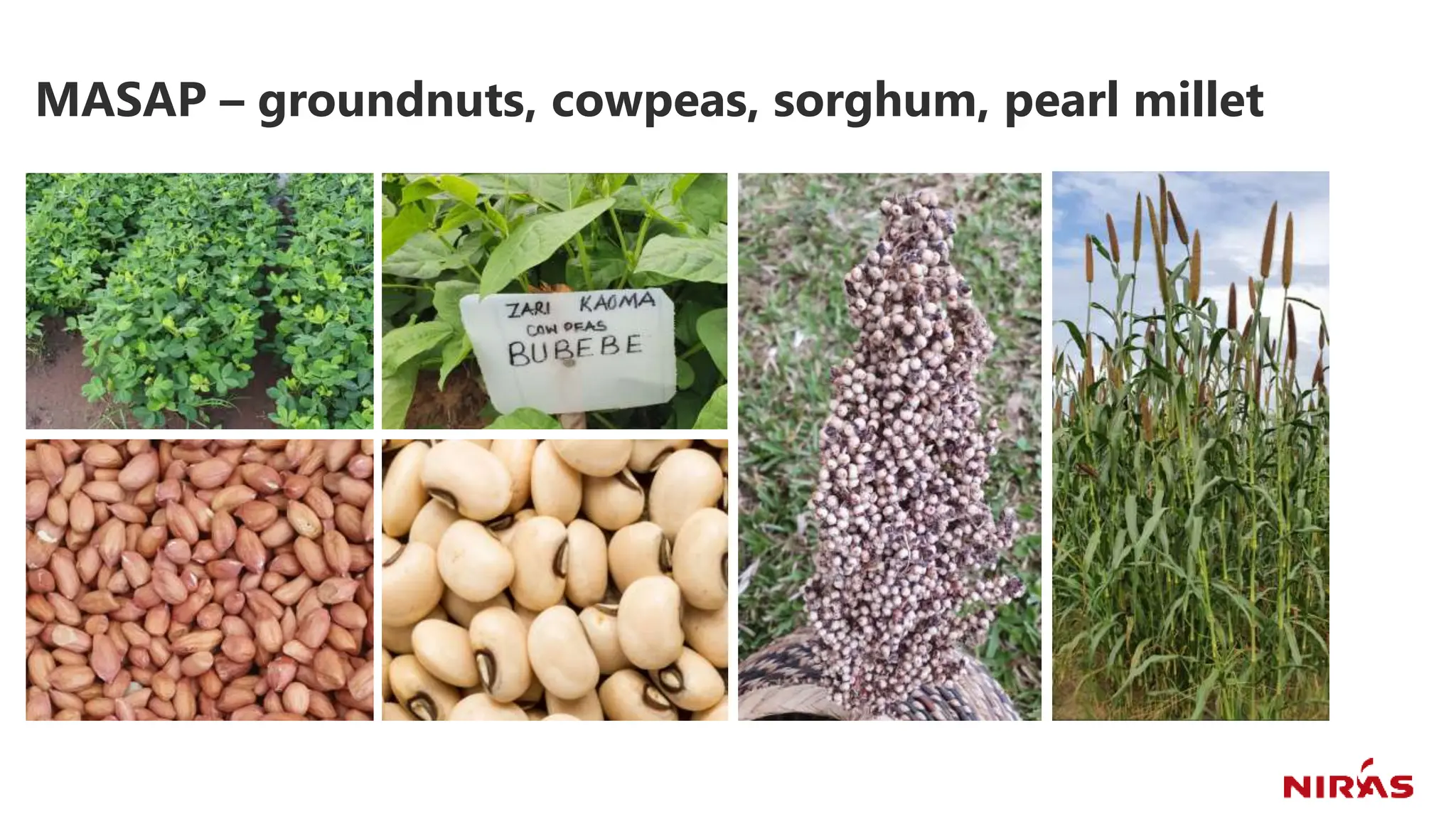 MASAP – groundnuts, cowpeas, sorghum, pearl millet
 