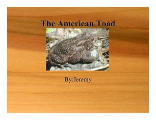 The American Toad




     By:Jeremy
 