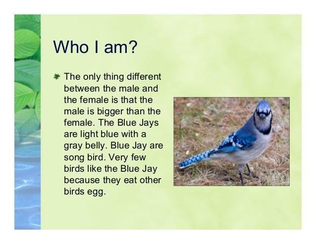 5 L Blue Jays 5 L Blue Jays
