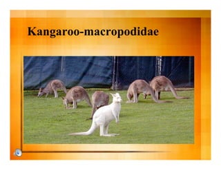 Kangaroo-macropodidae
 