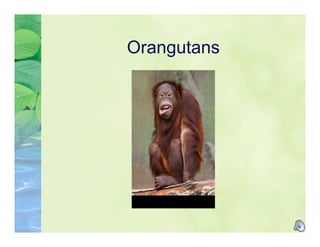 Orangutans
 