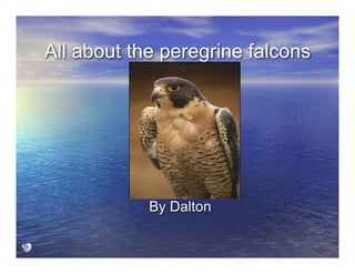 All about the peregrine falcons




            By Dalton
 