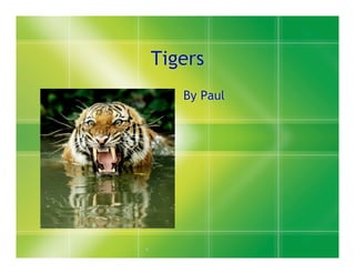 Tigers
   By Paul
 