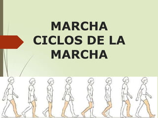 MARCHA
CICLOS DE LA
MARCHA
 