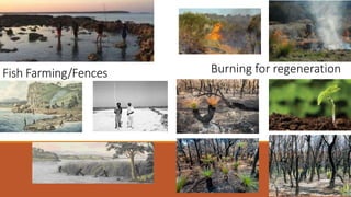 Fish Farming/Fences Burning for regeneration
 