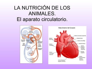 LA NUTRICIÓN DE LOS ANIMALES. El aparato circulatorio. 