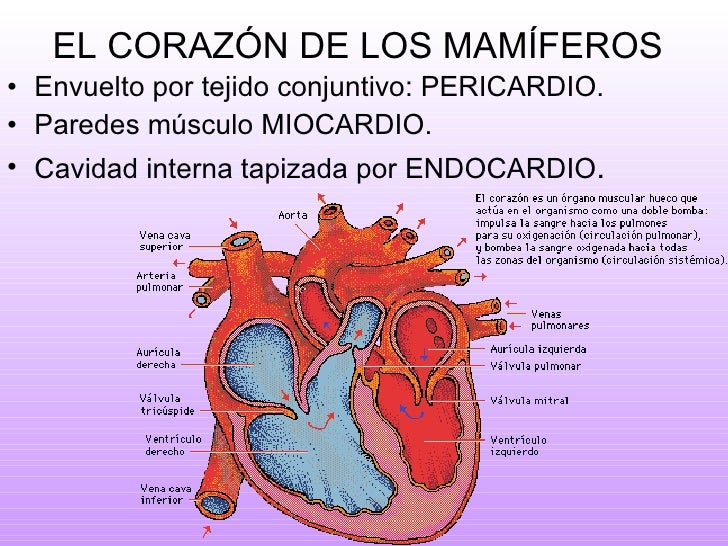 5 la nutrición en los animales, el aparato circulatorio
