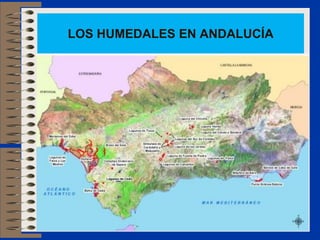 LOS HUMEDALES EN ANDALUCÍA
 