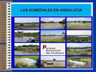 LOS HUMEDALES EN ANDALUCÍA
 