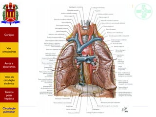 Anatomia do sistema circulatório
Coração
Vias
circulatórias
Aorta e
seus ramos
Veias da
circulação
sistêmica
Sistema
porta
hepática
Circulação
pulmonar
 
