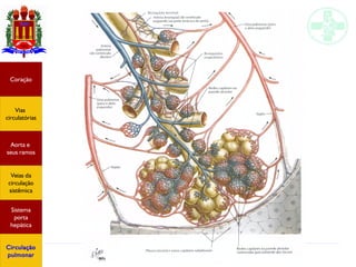 Anatomia do sistema circulatório
Coração
Vias
circulatórias
Aorta e
seus ramos
Veias da
circulação
sistêmica
Sistema
porta
hepática
Circulação
pulmonar
 