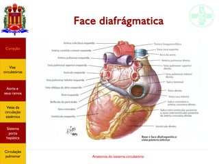 Anatomia do sistema circulatório
Face diafrágmatica
Coração
Vias
circulatórias
Aorta e
seus ramos
Veias da
circulação
sistêmica
Sistema
porta
hepática
Circulação
pulmonar
 