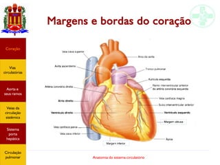 Anatomia do sistema circulatório
Margens e bordas do coração
Coração
Vias
circulatórias
Aorta e
seus ramos
Veias da
circulação
sistêmica
Sistema
porta
hepática
Circulação
pulmonar
 