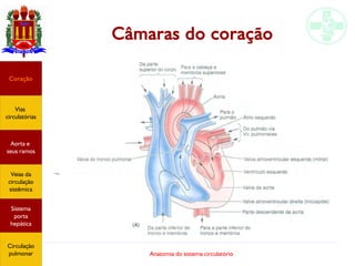 Anatomia do sistema circulatório
Câmaras do coração
Coração
Vias
circulatórias
Aorta e
seus ramos
Veias da
circulação
sistêmica
Sistema
porta
hepática
Circulação
pulmonar
 