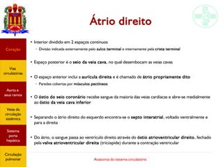 Anatomia do sistema circulatório
Átrio direito
●
Interior dividido em 2 espaços contínuos
– Divisão indicada externamente pelo sulco terminal e internamente pela crista terminal
●
Espaço posterior é o seio da veia cava, no qual desembocam as veias cavas
●
O espaço anterior inclui a aurícula direita e é chamado de átrio propriamente dito
– Paredes cobertas por músculos pectíneos
●
O óstio do seio coronário recebe sangue da maioria das veias cardíacas e abre-se medialmente
ao óstio da veia cava inferior
●
Separando o átrio direito do esquerdo encontra-se o septo interatrial, voltado ventralmente e
para a direita
●
Do átrio, o sangue passa ao ventrículo direito através do óstio atrioventricular direito, fechado
pela valva atrioventricular direita (tricúspide) durante a contração ventricular
Coração
Vias
circulatórias
Aorta e
seus ramos
Veias da
circulação
sistêmica
Sistema
porta
hepática
Circulação
pulmonar
 