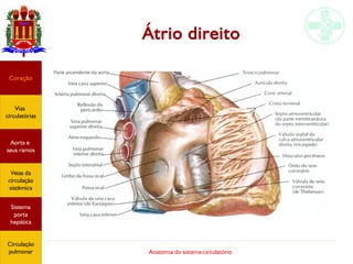 Anatomia do sistema circulatório
Átrio direito
Coração
Vias
circulatórias
Aorta e
seus ramos
Veias da
circulação
sistêmica
Sistema
porta
hepática
Circulação
pulmonar
 