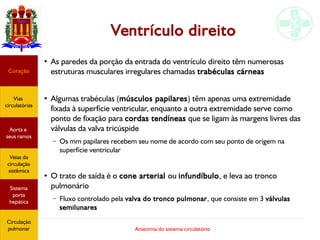 Anatomia do sistema circulatório
Ventrículo direito
●
As paredes da porção da entrada do ventrículo direito têm numerosas
estruturas musculares irregulares chamadas trabéculas cárneas
●
Algumas trabéculas (músculos papilares) têm apenas uma extremidade
fixada à superfície ventricular, enquanto a outra extremidade serve como
ponto de fixação para cordas tendíneas que se ligam às margens livres das
válvulas da valva tricúspide
– Os mm papilares recebem seu nome de acordo com seu ponto de origem na
superfície ventricular
●
O trato de saída é o cone arterial ou infundíbulo, e leva ao tronco
pulmonário
– Fluxo controlado pela valva do tronco pulmonar, que consiste em 3 válvulas
semilunares
Coração
Vias
circulatórias
Aorta e
seus ramos
Veias da
circulação
sistêmica
Sistema
porta
hepática
Circulação
pulmonar
 