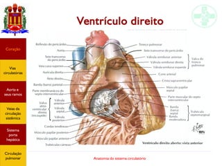 Anatomia do sistema circulatório
Ventrículo direito
Coração
Vias
circulatórias
Aorta e
seus ramos
Veias da
circulação
sistêmica
Sistema
porta
hepática
Circulação
pulmonar
 