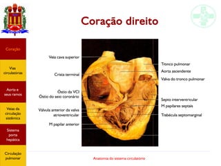 Anatomia do sistema circulatório
Coração direito
Veia cava superior
Crista terminal
Óstio da VCI
Óstio do seio coronário
Coração
Vias
circulatórias
Aorta e
seus ramos
Veias da
circulação
sistêmica
Sistema
porta
hepática
Circulação
pulmonar
Válvula anterior da valva
atrioventricular
M papilar anterior
Tronco pulmonar
Aorta ascendente
Valva do tronco pulmonar
Septo interventricular
M papilares septais
Trabécula septomarginal
 