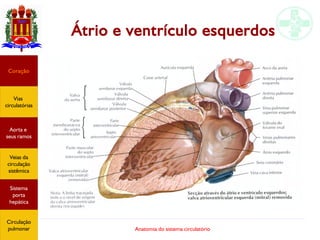 Anatomia do sistema circulatório
Átrio e ventrículo esquerdos
Coração
Vias
circulatórias
Aorta e
seus ramos
Veias da
circulação
sistêmica
Sistema
porta
hepática
Circulação
pulmonar
 