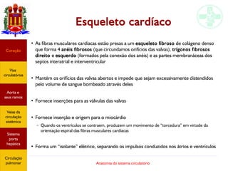 Anatomia do sistema circulatório
Esqueleto cardíaco
●
As fibras musculares cardíacas estão presas a um esqueleto fibroso de colágeno denso
que forma 4 anéis fibrosos (que circundamos orifícios das valvas), trígonos fibrosos
direito e esquerdo (formados pela conexão dos anéis) e as partes membranáceas dos
septos interatrial e interventricular
●
Mantém os orifícios das valvas abertos e impede que sejam excessivamente distendidos
pelo volume de sangue bombeado através deles
●
Fornece inserções para as válvulas das valvas
●
Fornece inserção e origem para o miocárdio
– Quando os ventrículos se contraem, produzem um movimento de “torcedura” em virtude da
orientação espiral das fibras musculares cardíacas
●
Forma um “isolante” elétrico, separando os impulsos conduzidos nos átrios e ventrículos
Coração
Vias
circulatórias
Aorta e
seus ramos
Veias da
circulação
sistêmica
Sistema
porta
hepática
Circulação
pulmonar
 