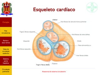 Anatomia do sistema circulatório
Esqueleto cardíaco
Coração
Vias
circulatórias
Aorta e
seus ramos
Veias da
circulação
sistêmica
Sistema
porta
hepática
Circulação
pulmonar
 