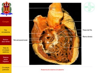 Anatomia do sistema circulatório
Nó atrioventricular
Coração
Vias
circulatórias
Aorta e
seus ramos
Veias da
circulação
sistêmica
Sistema
porta
hepática
Circulação
pulmonar
Feixe de His
Ramo direito
 