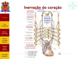 Anatomia do sistema circulatório
Inervação do coração
Coração
Vias
circulatórias
Aorta e
seus ramos
Veias da
circulação
sistêmica
Sistema
porta
hepática
Circulação
pulmonar
 