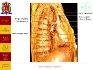 Anatomia do sistema circulatório
Gânglio simpático
Coração
Vias
circulatórias
Aorta e
seus ramos
Veias da
circulação
sistêmica
Sistema
porta
hepática
Circulação
pulmonar
Tronco simpático
Plexo esofágico (vagal)
Nervo vago direito
Ramos cardíacos
inferiores do vago
 