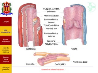 Anatomia do sistema circulatório
TÚNICA ÍNTIMA
Endotélio
Membrana basal
Lâmina elástica
interna
TÚNICA MÉDIA
Músculo liso
Lâmina elástica
externa
TÚNICA
ADVENTÍCIA
ARTÉRIAS VEIAS
CAPILARESEndotélio
Membrana basal
Coração
Vias
circulatórias
Aorta e
seus ramos
Veias da
circulação
sistêmica
Sistema
porta
hepática
Circulação
pulmonar
 