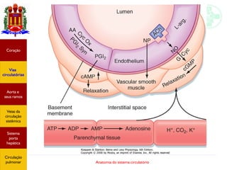 Anatomia do sistema circulatório
Coração
Vias
circulatórias
Aorta e
seus ramos
Veias da
circulação
sistêmica
Sistema
porta
hepática
Circulação
pulmonar
 