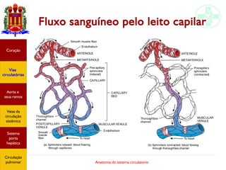 Anatomia do sistema circulatório
Fluxo sanguíneo pelo leito capilar
Coração
Vias
circulatórias
Aorta e
seus ramos
Veias da
circulação
sistêmica
Sistema
porta
hepática
Circulação
pulmonar
 