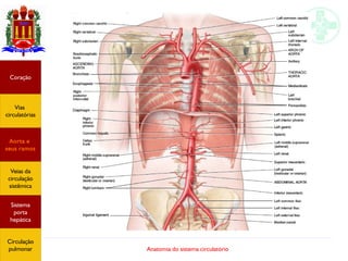 Anatomia do sistema circulatório
Coração
Vias
circulatórias
Aorta e
seus ramos
Veias da
circulação
sistêmica
Sistema
porta
hepática
Circulação
pulmonar
 
