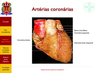 Anatomia do sistema circulatório
Artérias coronárias
Coração
Vias
circulatórias
Aorta e
seus ramos
Veias da
circulação
sistêmica
Sistema
porta
hepática
Circulação
pulmonar
Coronária direita
Ramo circunflexo
Coronária esquerda
Interventricular esquerda
 
