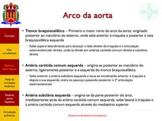 Anatomia do sistema circulatório
Arco da aorta
●
Tronco braquiocefálico – Primeiro e maior ramo do arco da aorta; originado
posterior ao manúbrio do esterno, onde está anterior à traquéia e posterior à veia
braquiocefálica esquerda
– Sobe súpero-lateralmente para alcançar o lado direito da traquéia e a articulação
esternoclavicular direita, onde se divide em artérias carótida comum direita e subclávia
direita
●
Artéria carótida comum esquerda – origina-se posterior ao manúbrio do
esterno, ligeiramente posterior e à esquerda do tronco braquiocefálico
– Sobe anterior à artéria subclávia esquerda e situa-se inicialmente anterior à traquéia e
depois à sua esquerda; entra no pescoço passando posterior à 3ª articulação
esternoclavicular
●
Artéria subclávia esquerda – origina-se da parte posterior do arco,
imediatamente atrás da artéria carótida comum esquerda; sobe lateral à traquéia e
à artéria carótida comum esquerda através do mediastino superior
Coração
Vias
circulatórias
Aorta e
seus ramos
Veias da
circulação
sistêmica
Sistema
porta
hepática
Circulação
pulmonar
 