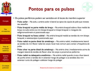 Anatomia do sistema circulatório
Pontos para os pulsos
●
Os pulsos periféricos podem ser sentidos em 6 locais do membro superior
– Pulso axilar – Na axila, a artéria axilar é lateral ao ápice da cúpula de pele que reveste
seu assoalho
– Pulso braquial na parte média do braço – Na artéria braquial sobre a face medial do
braço no sulco entre os mm bíceps braquial e tríceps braquial; o manguito do
esfigmomanômetro é posicionado aqui
– Pulso braquial na fossa cubital – Na artéria braquial medial ao tendão do mm bíceps
braquial; o estetoscópio é posicionado aqui
– Pulso radial na parte distal do antebraço – Na artéria radial, imediatamente lateral
ao tendão do mm flexor radial do carpo; local mais comum para contar a frequência de
pulso
– Pulso ulnar na parte distal do antebraço – Na artéria ulnar, imediatamente acima da
margem lateral do tendão do flexor ulnar do carpo e proximal ao pisiforme
– Pulso radial na tabaqueira anatômica – Na artéria radial quando cruza a face lateral
do punho entre o tendão do m extensor longo do polegar e os tendões dos mm
extensor curto do polegar e abdutor longo do polegar
Coração
Vias
circulatórias
Aorta e
seus ramos
Veias da
circulação
sistêmica
Sistema
porta
hepática
Circulação
pulmonar
 