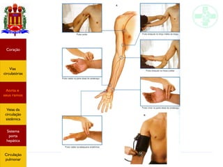 Anatomia do sistema circulatório
Coração
Vias
circulatórias
Aorta e
seus ramos
Veias da
circulação
sistêmica
Sistema
porta
hepática
Circulação
pulmonar
 