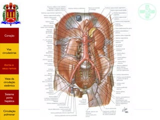 Anatomia do sistema circulatório
Coração
Vias
circulatórias
Aorta e
seus ramos
Veias da
circulação
sistêmica
Sistema
porta
hepática
Circulação
pulmonar
 