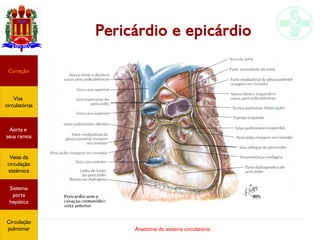 Anatomia do sistema circulatório
Pericárdio e epicárdio
Coração
Vias
circulatórias
Aorta e
seus ramos
Veias da
circulação
sistêmica
Sistema
porta
hepática
Circulação
pulmonar
 