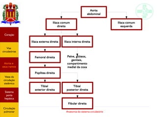 Anatomia do sistema circulatório
Aorta
abdominal
Ilíaca comum
esquerda
Ilíaca comum
direita
Ilíaca externa direita Ilíaca interna direita
Femoral direita Pelve, glúteos,
genitais,
compartimento
medial da coxa
Poplítea direita
Tibial
anterior direita
Tibial
posterior direita
Fibular direita
Coração
Vias
circulatórias
Aorta e
seus ramos
Veias da
circulação
sistêmica
Sistema
porta
hepática
Circulação
pulmonar
 