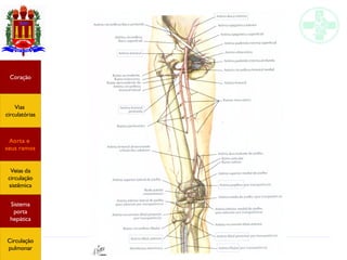 Anatomia do sistema circulatório
Coração
Vias
circulatórias
Aorta e
seus ramos
Veias da
circulação
sistêmica
Sistema
porta
hepática
Circulação
pulmonar
 