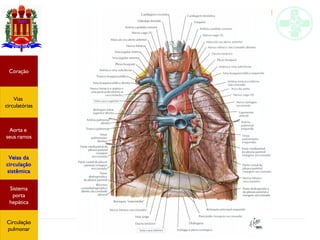 Anatomia do sistema circulatório
Coração
Vias
circulatórias
Aorta e
seus ramos
Veias da
circulação
sistêmica
Sistema
porta
hepática
Circulação
pulmonar
 