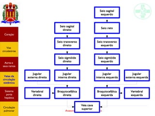 Anatomia do sistema circulatório
Coração
Vias
circulatórias
Aorta e
seus ramos
Veias da
circulação
sistêmica
Sistema
porta
hepática
Circulação
pulmonar
Veia cava
superior
Braquiocefálica
direita
Braquiocefálica
esquerda
Vertebral
direita
Vertebral
esquerda
Jugular
interna direita
Jugular
externa direita
Seio sigmóide
direito
Seio transverso
direito
Seio sagital
direito
Jugular
interna esquerda
Seio sigmóide
esquerdo
Seio transverso
esquerdo
Seio reto
Seio sagital
esquerdo
Jugular
externa esquerda
 