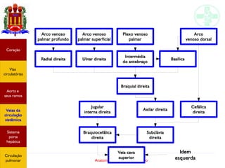 Anatomia do sistema circulatório
Veia cava
superior
Braquiocefálica
direita
Subclávia
direita
Jugular
interna direita
Axilar direita
Braquial direita
Radial direita
Arco venoso
palmar profundo
Cefálica
direita
Ulnar direita
Arco venoso
palmar superficial
Intermédia
do antebraço
Plexo venoso
palmar
Basílica
Arco
venoso dorsal
Coração
Vias
circulatórias
Aorta e
seus ramos
Veias da
circulação
sistêmica
Sistema
porta
hepática
Circulação
pulmonar
Idem
esquerda
 
